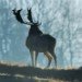 Fallow Deer 170208